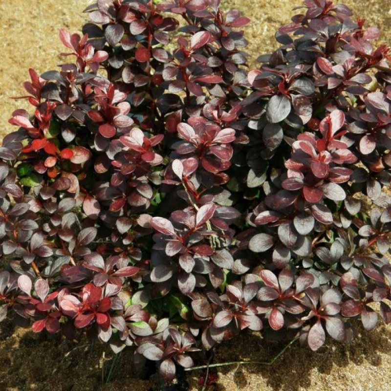 Барбарис Тунберга "Дартс Ред Леди"