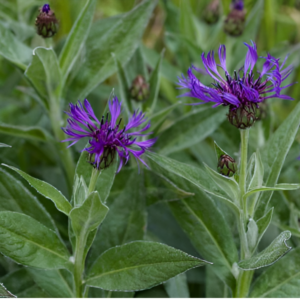 Василек Горный