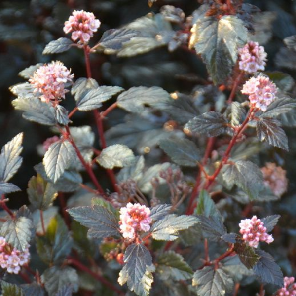 Пузыреплодник калинолистный "Литтл Джокер"