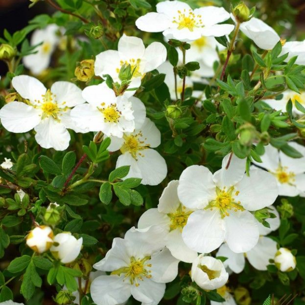 Лапчатка кустарниковая "Абботсвуд"