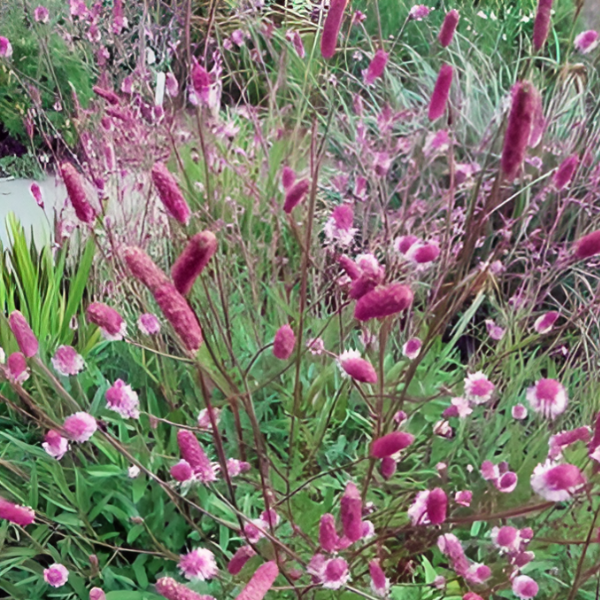 Кровохлебка лекарственная "Пинк Танна"  