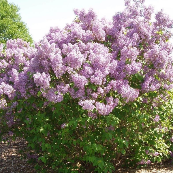 Сирень обыкновенная "Бель де Нанси "