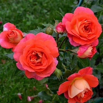 Роза флорибунда "Gebruder Grimm/ Joli Tambour" 