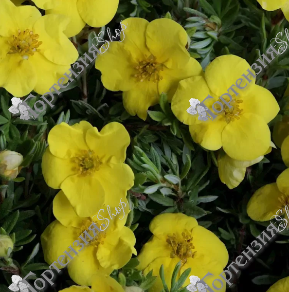 Лапчатка кустарниковая "Кобольд"