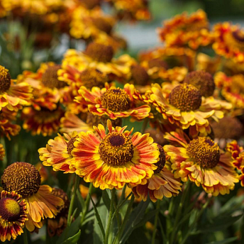 Гелениум "Фуего" 