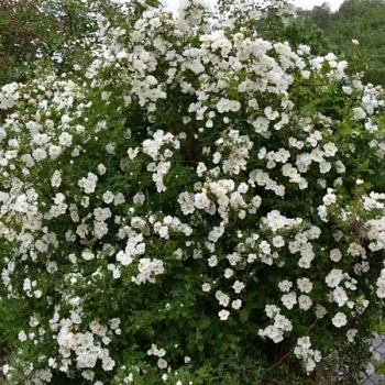 Роза Ругоза "Альба" 