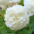 Роза флорибунда D.Austin 