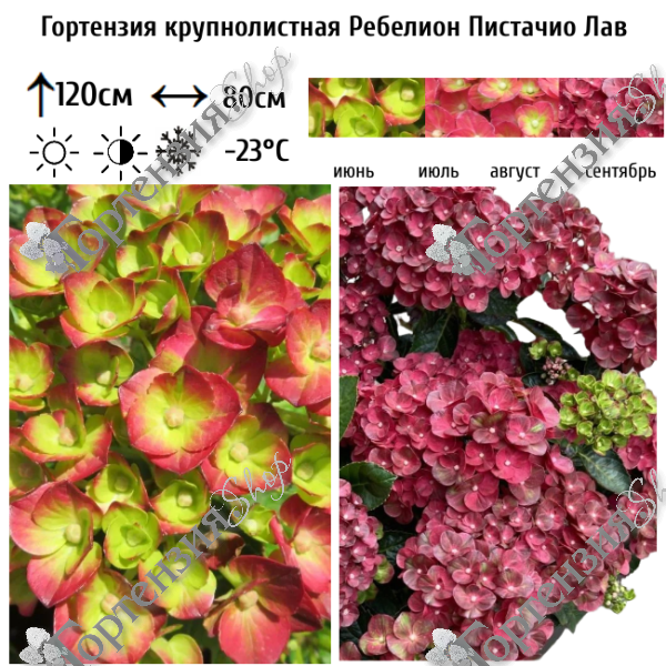 Гортензия крупнолистная "Ребелион Пистачио Лав"