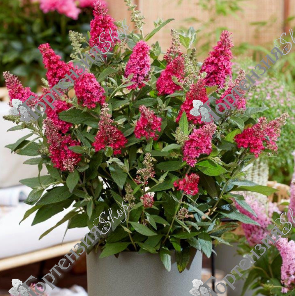 Буддлея Давида "Баттерфляй Канди Литтл Руби"