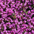 Тимьян ранний 