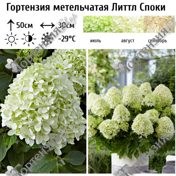 Гортензия метельчатая "Литтл Споки"