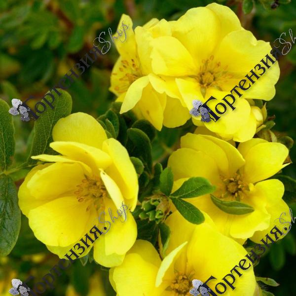 Лапчатка кустарниковая "Дабл Панч"