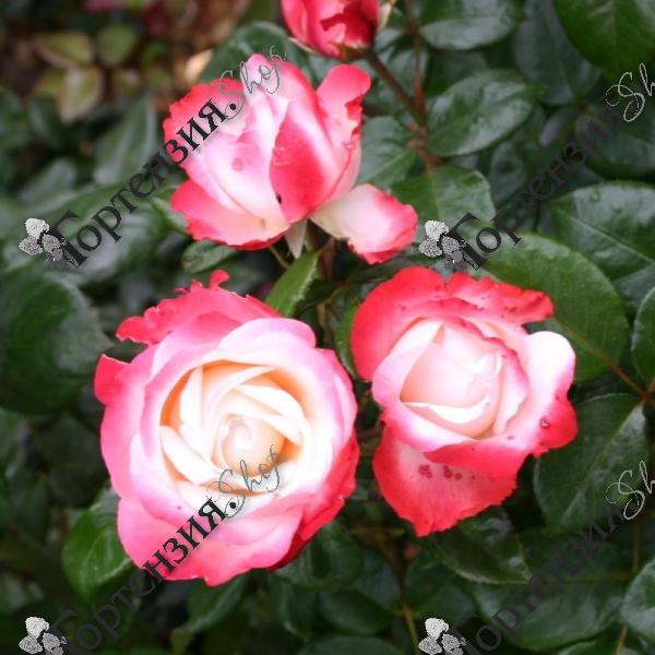 Роза чайно-гибридная "Nostalgie/ La garçonne"