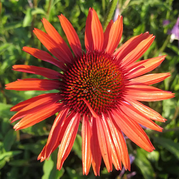 Эхинацея пурпурная "Хот Лава" 