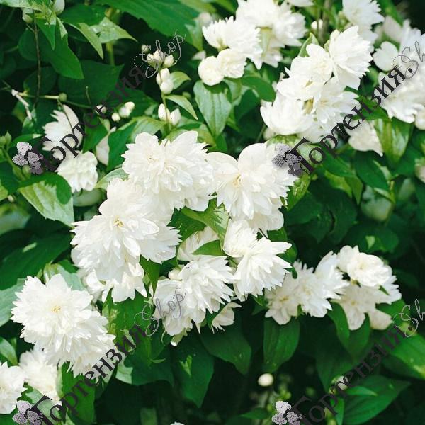 Чубушник венечный "Шнеештурм"