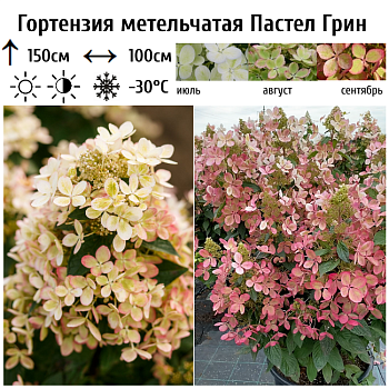 Гортензия метельчатая "Пастел Грин" 