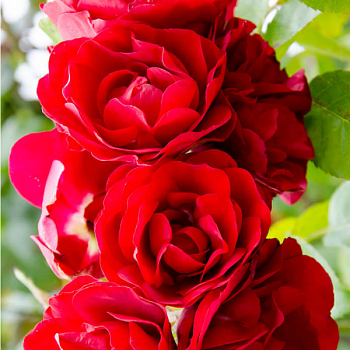 Роза плетистая "Amadeus" 