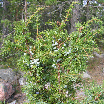 Можжевельник обыкновенный "Сентинел" 