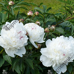 Пион