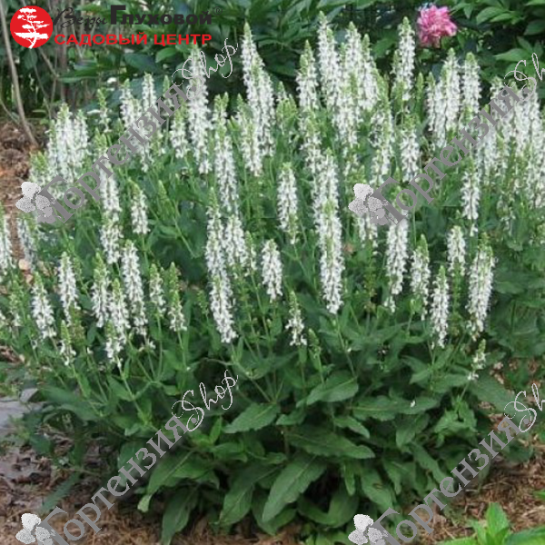 Шалфей дубравный "Шнеехугель"