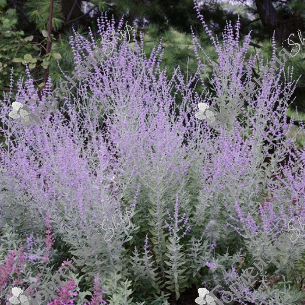 Перовския гибридная "Литтл Спайр"