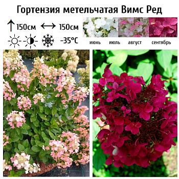 Гортензия метельчатая Вимс Ред (Wim's Red) 
