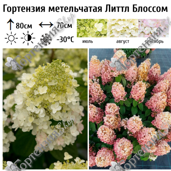 Гортензия метельчатая "Литтл Блоссом"