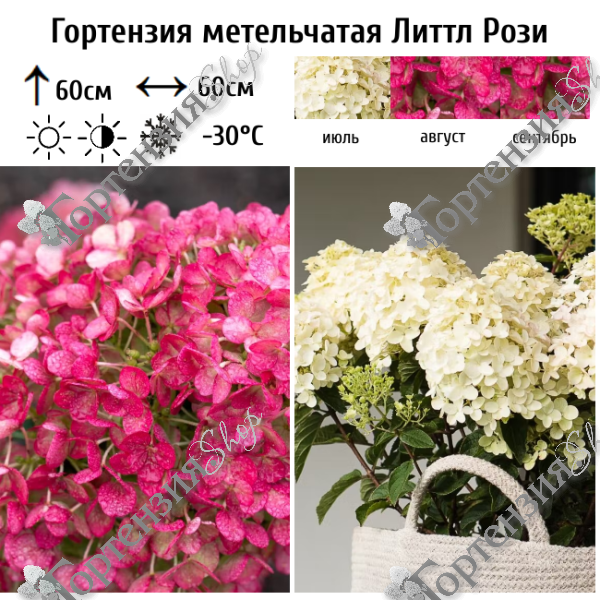 Гортензия метельчатая "Литтл Рози"