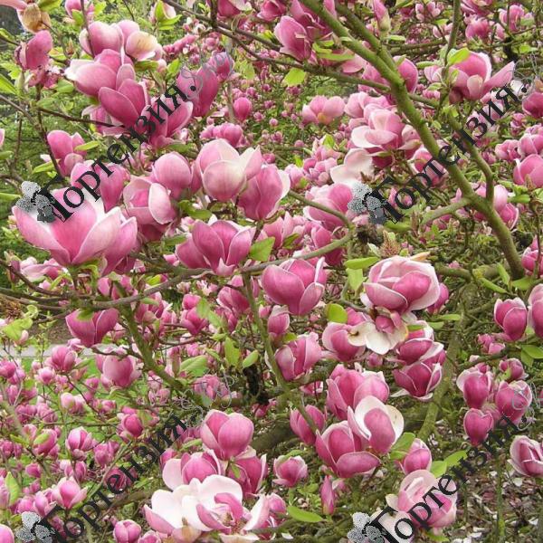 Магнолия "Суланжа"