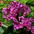 Бадан сердцелистный (Bergenia cordifolia) 