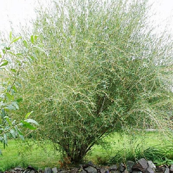 Ива Ледебура 