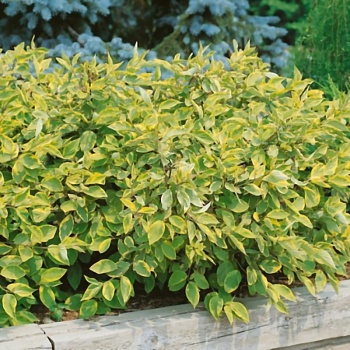 Дерен белый "Гоучаулти" 